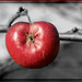 Red apple