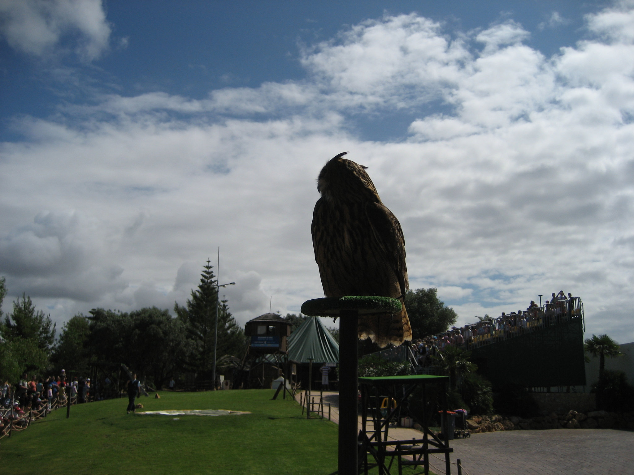 Algarve, Albufeira, Zoomarine, bird of prey show