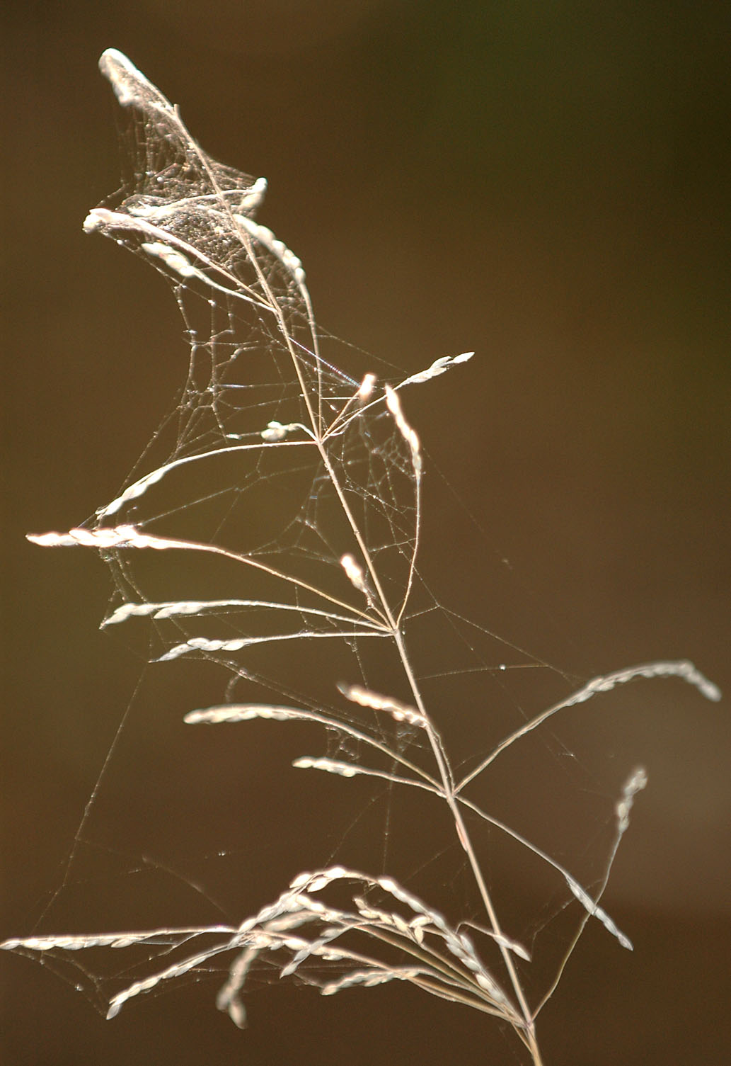 Grass