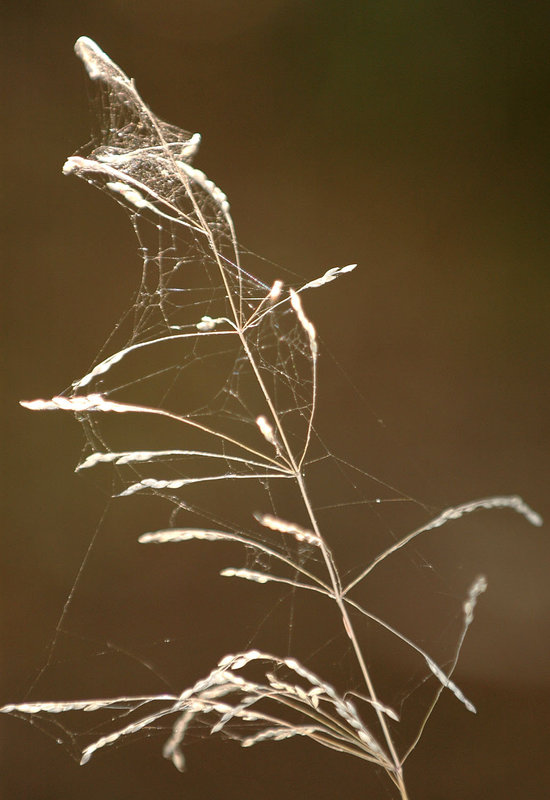 Grass
