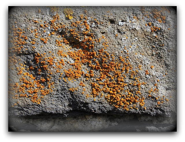 lichen