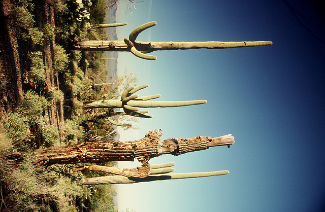 Saguaros - Original (03990003)