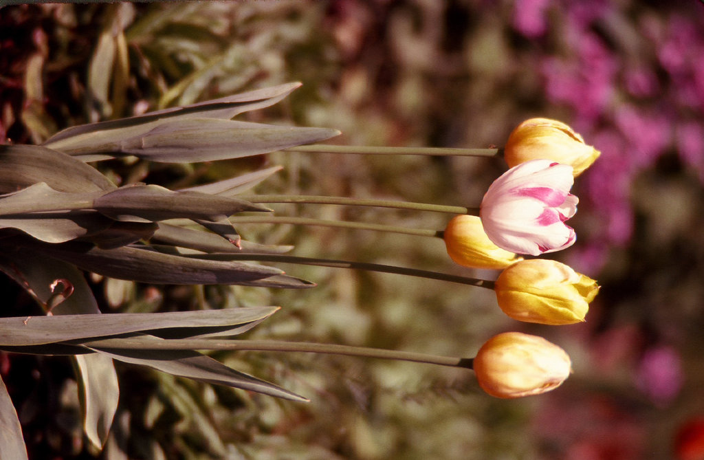 Tulips - Original (03990001)