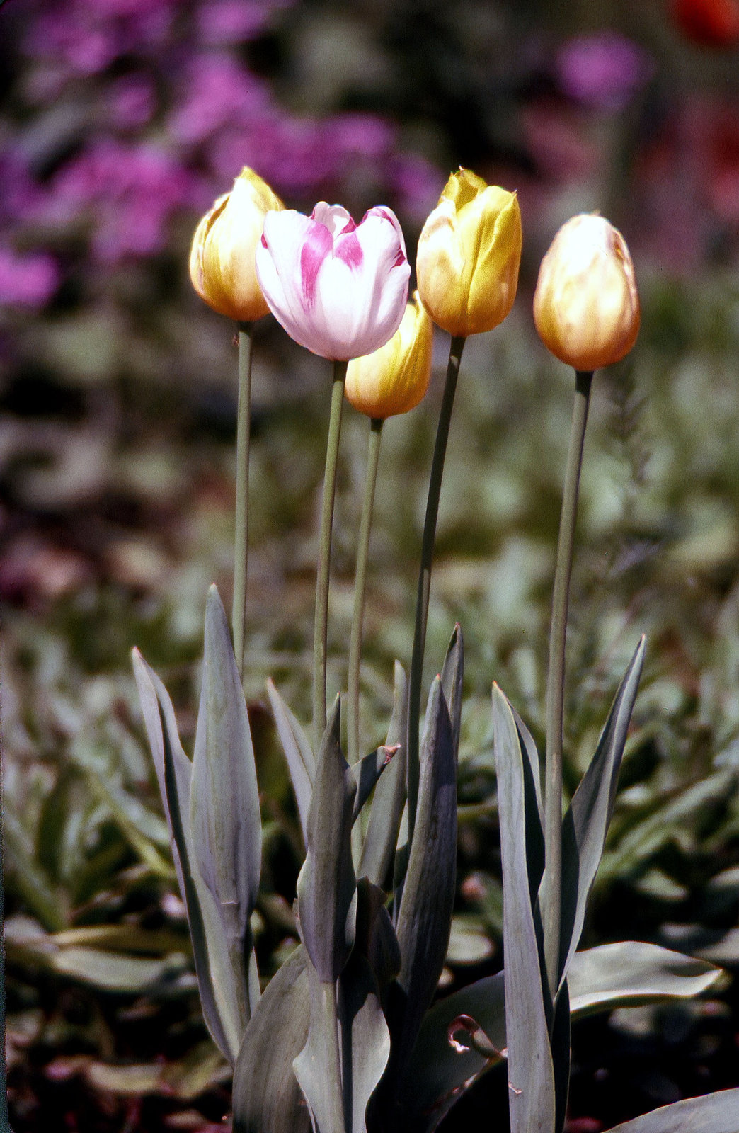 Tulips (03990001)