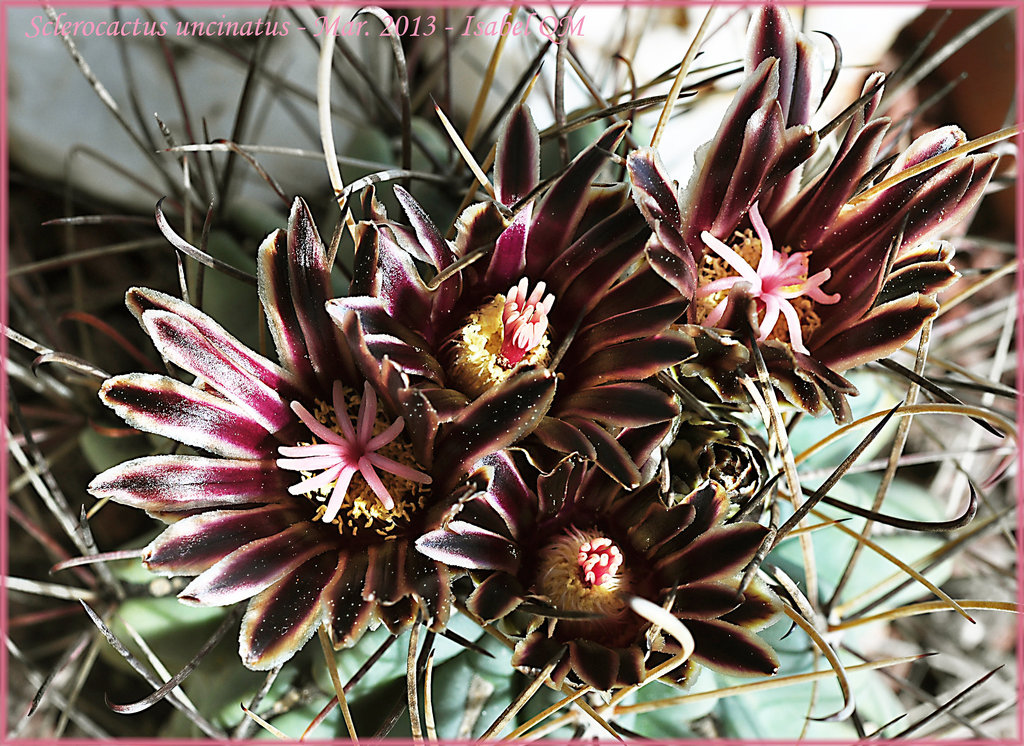 Sclerocactus uncinatus