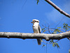 Kookaburra