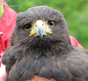 Mäusebussard