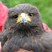 Mäusebussard