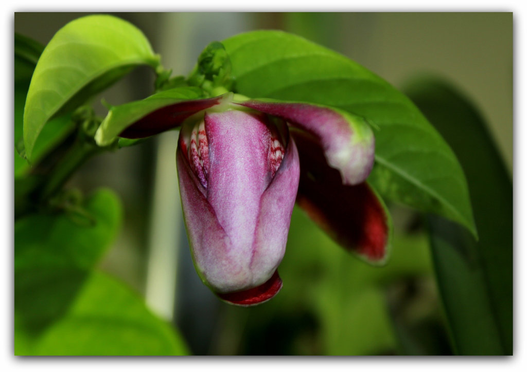 Coiffure de printemps-  Passiflora x alata