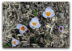 Crocus vernus ' Sky Blue'