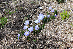 La marche des Crocus