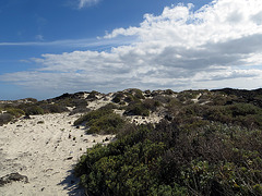 Dünenlandschaft