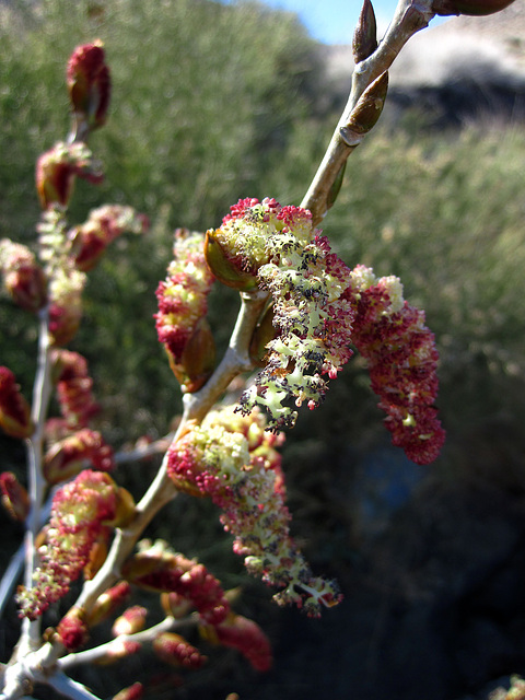 Flowering Tree At Cabin In Striped Butte Valley (4293)