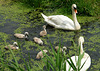 Swan Family 1