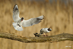 Mouette rieuse