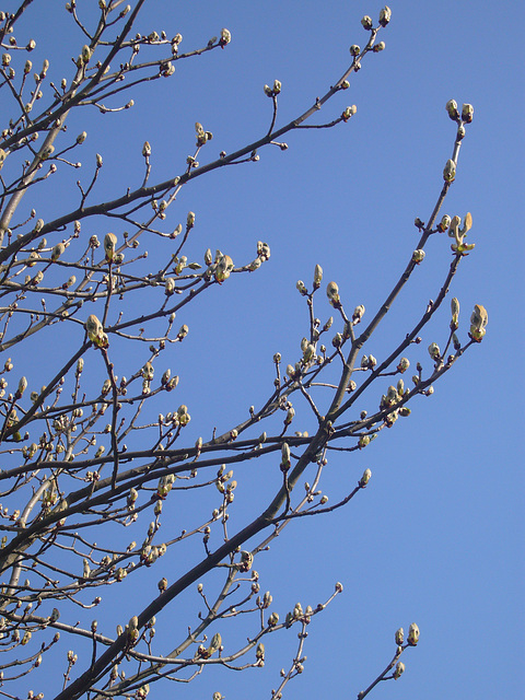 Kastanien blauer Himmel