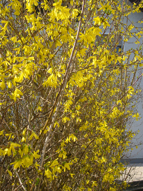 Forsythien-Regen