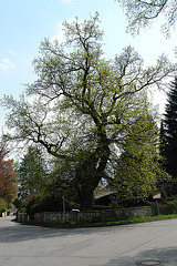 Icking’s Old Oak