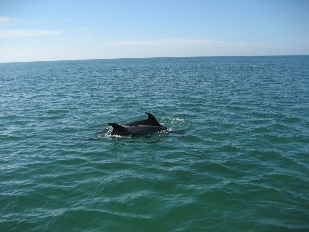 River Sado mouth, dolphin's watch (1)