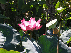 Lotus - 1
