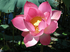 Lotus - 4