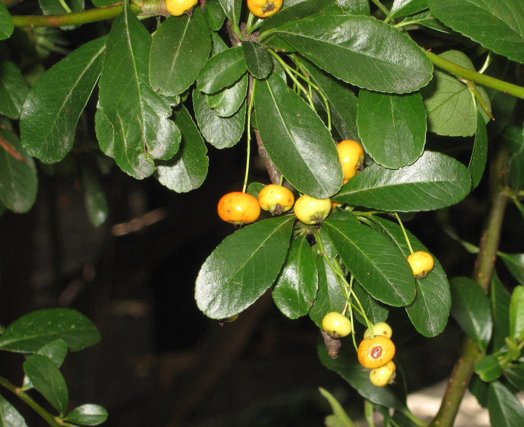 Yellow fruit