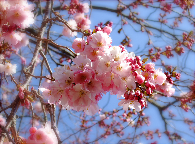 Apple Blossom