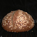 Colonial Oat Bread 1