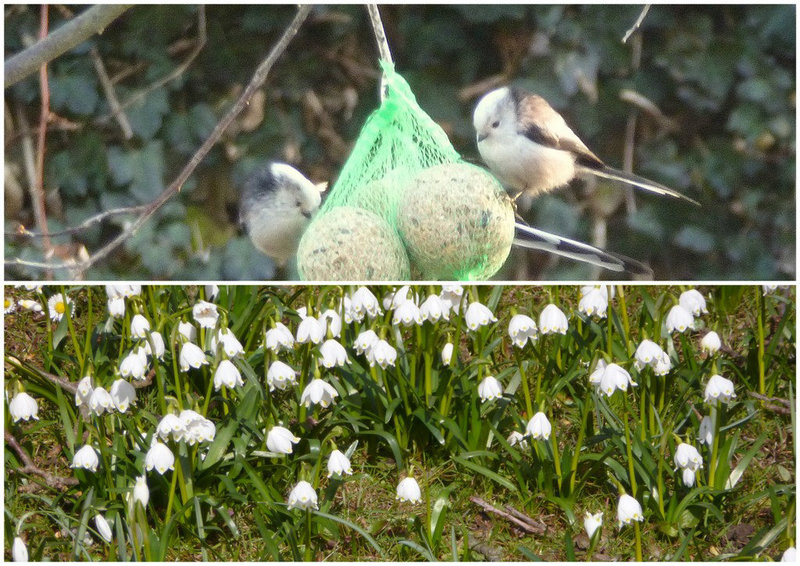 Schwanzmeisen mit Märzenbecher - paruoj kun martofloroj - 23.3.2013