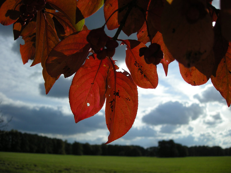 Herbst