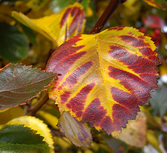 herbstliches Blatt