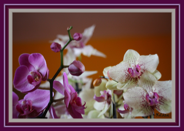 orchidées