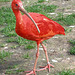 red Ibis