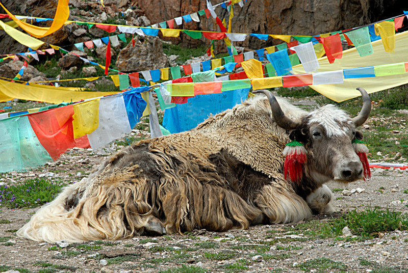 Yak bull nearby the Namtso Lake Tibet