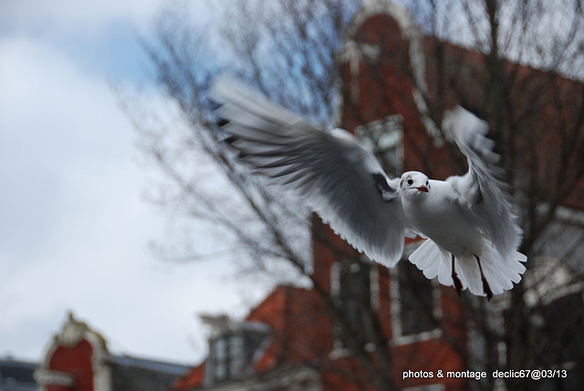 Mouette....