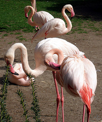 Flamingos