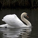 The cygne