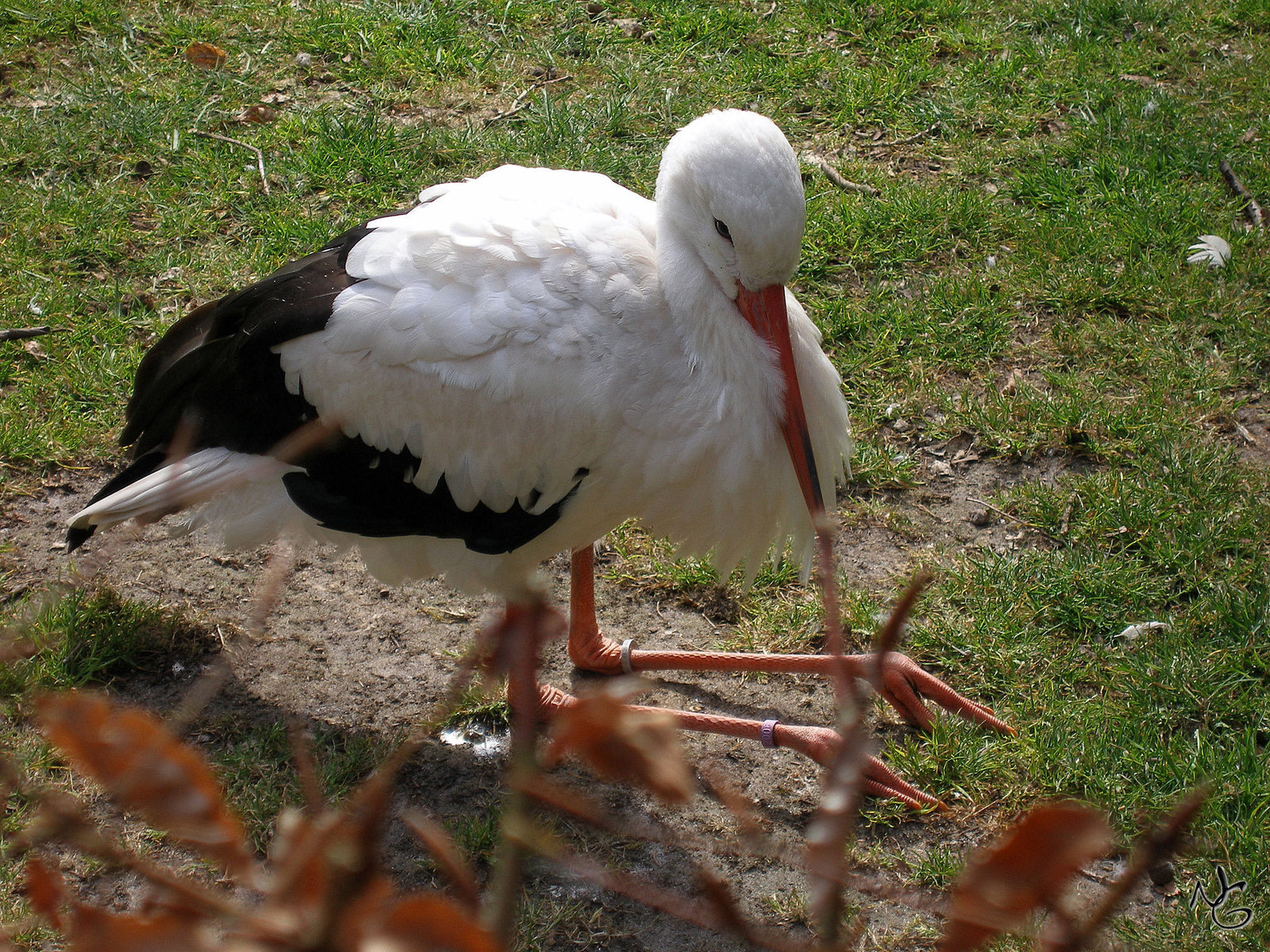 Storch