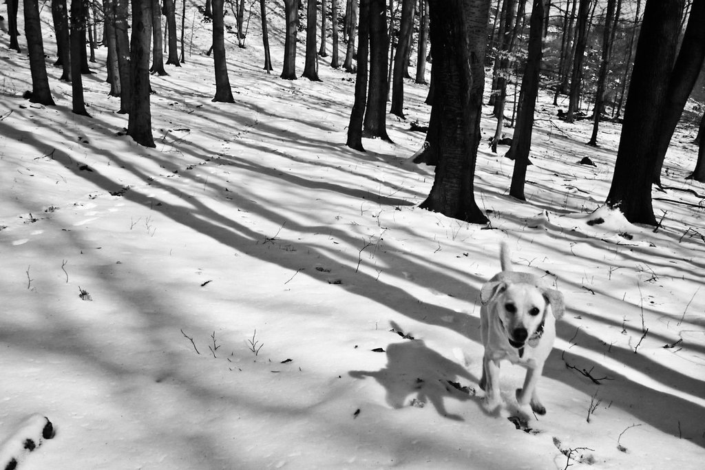 Buchta, stromy, tiene / Dog, trees, shadows