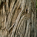 Eukalyptusbaum