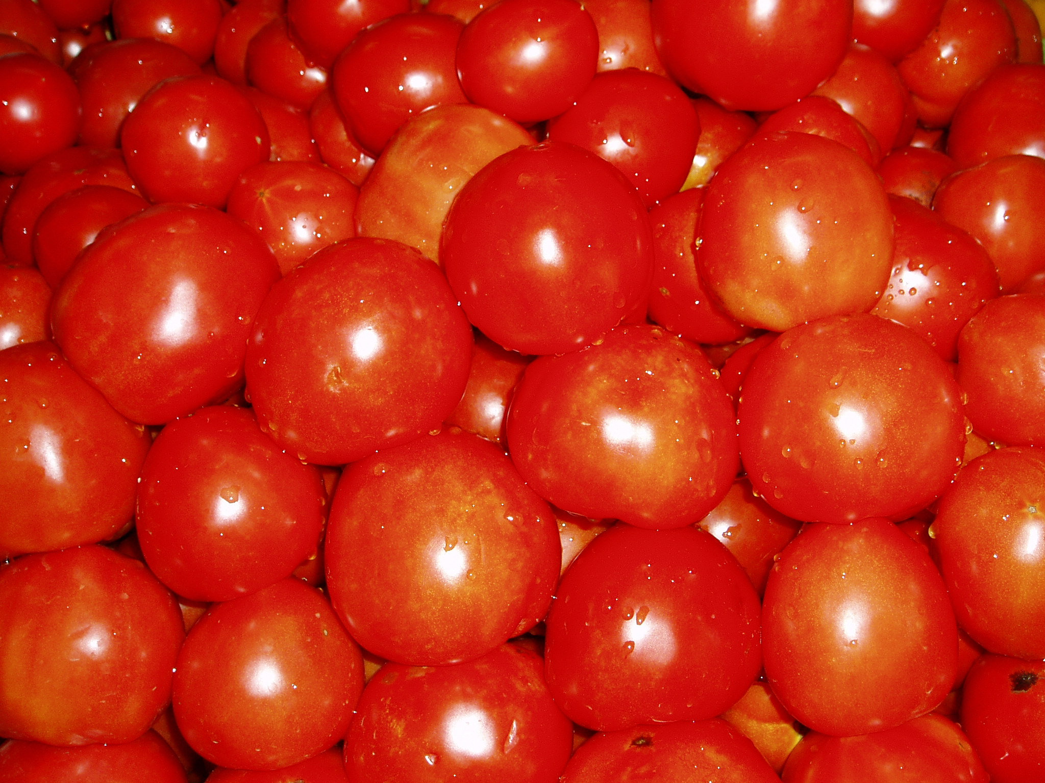 Tomaten