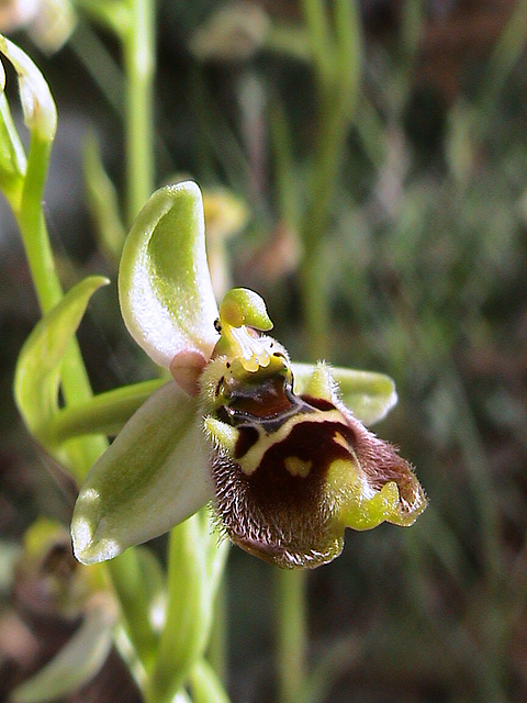 Ophrys bornmuelleri