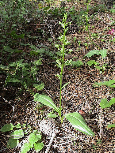 Platanthera holmboei