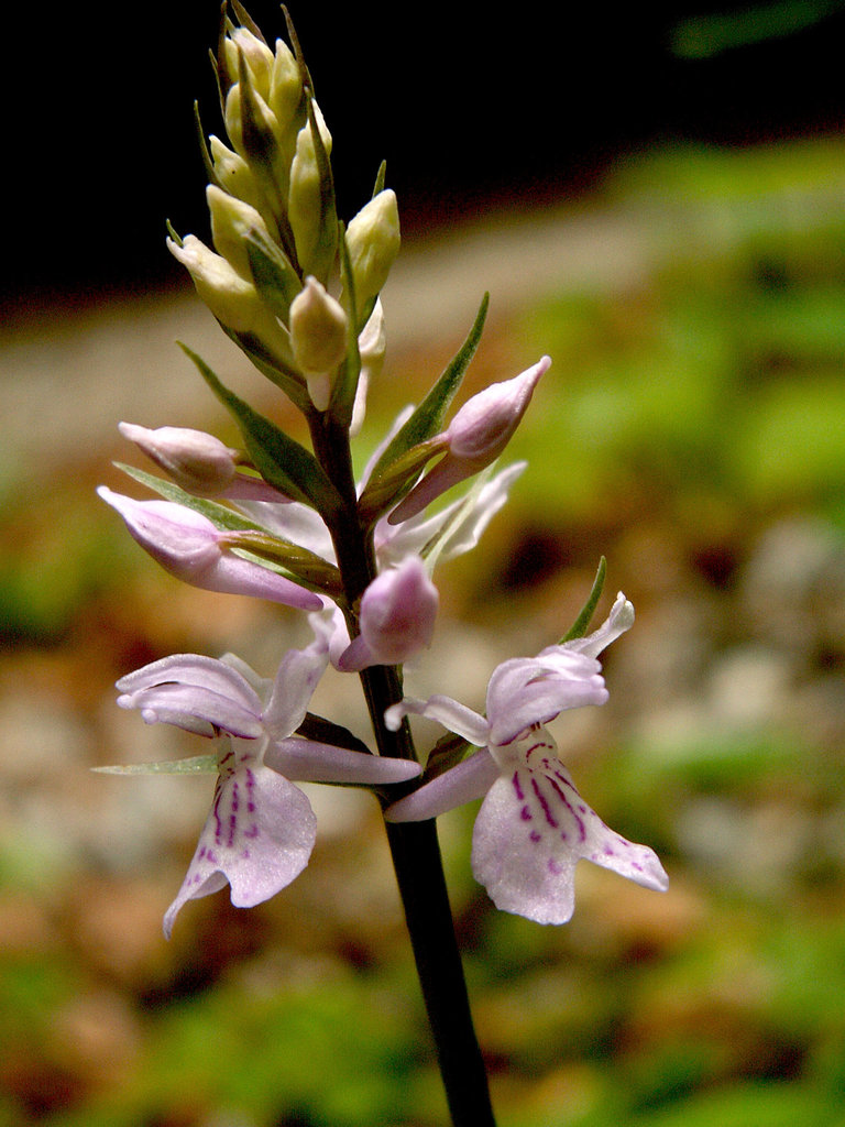 Dactylorhiza maculata