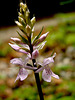 Dactylorhiza maculata