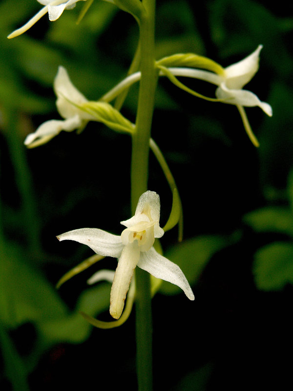 Platanthera bifolia