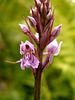 Dactylorhiza maculata