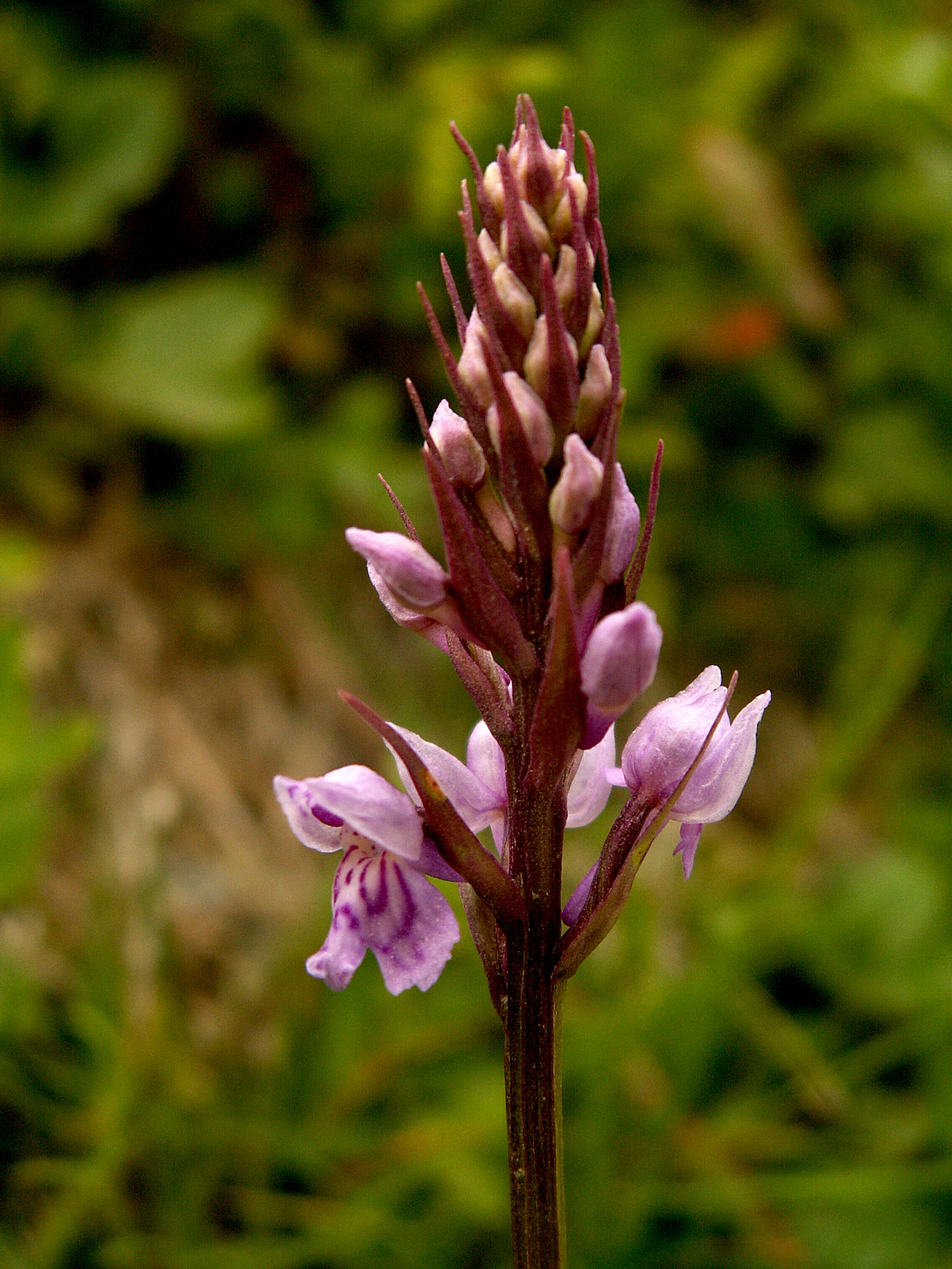 Dactylorhiza maculata