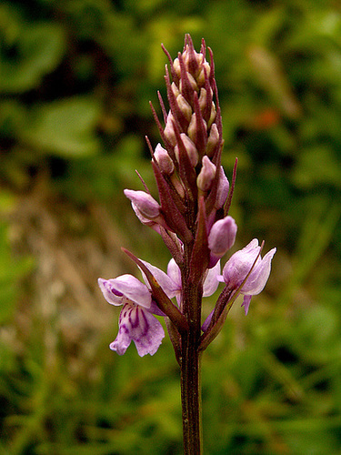 Dactylorhiza maculata