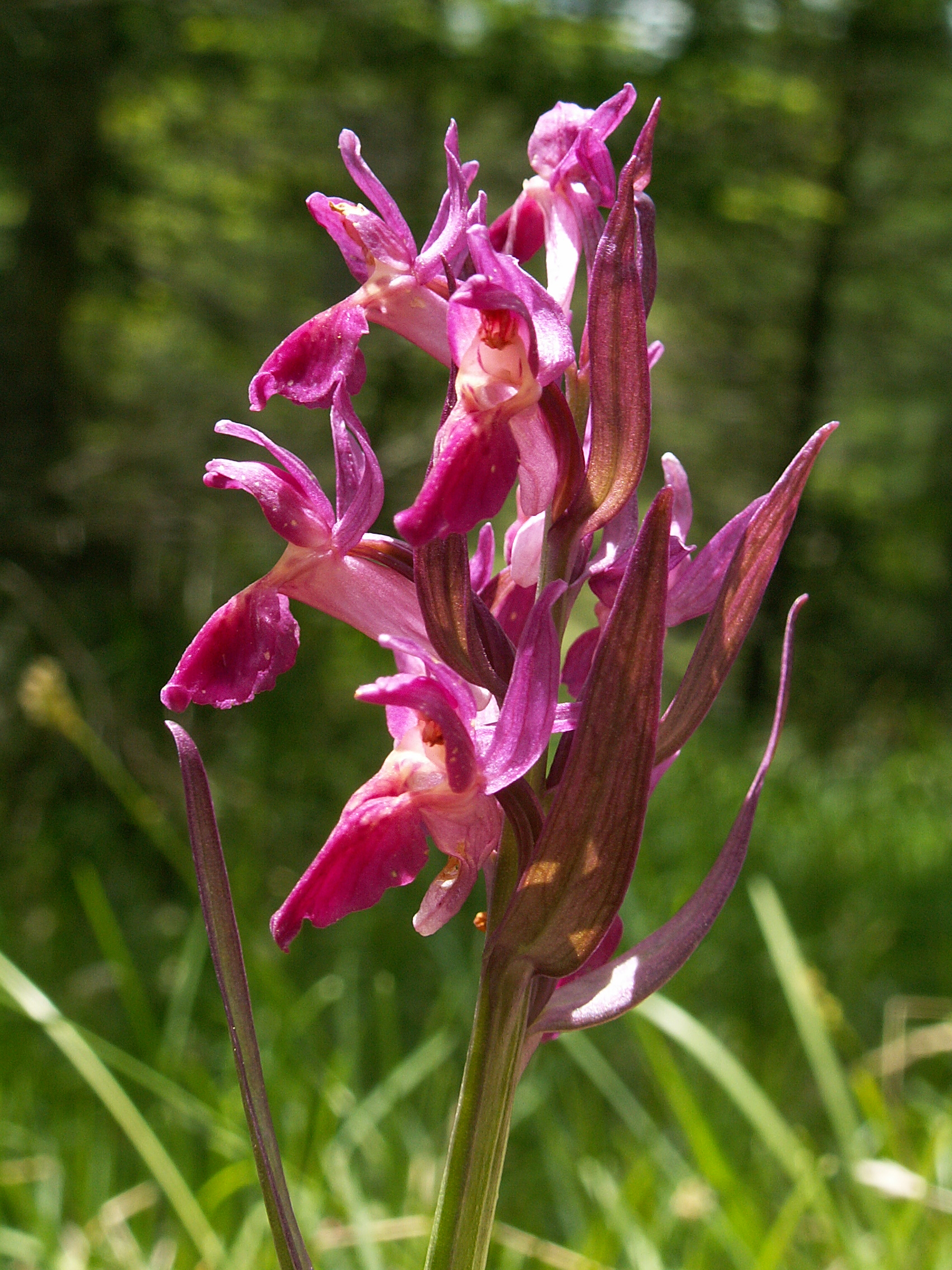 Dactylorhiza sambucina